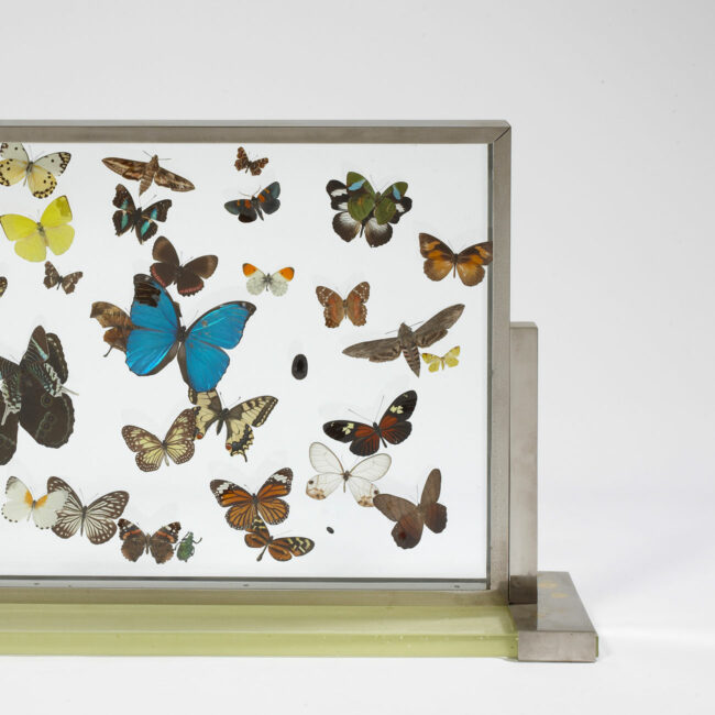 “Papillons” display cabinet