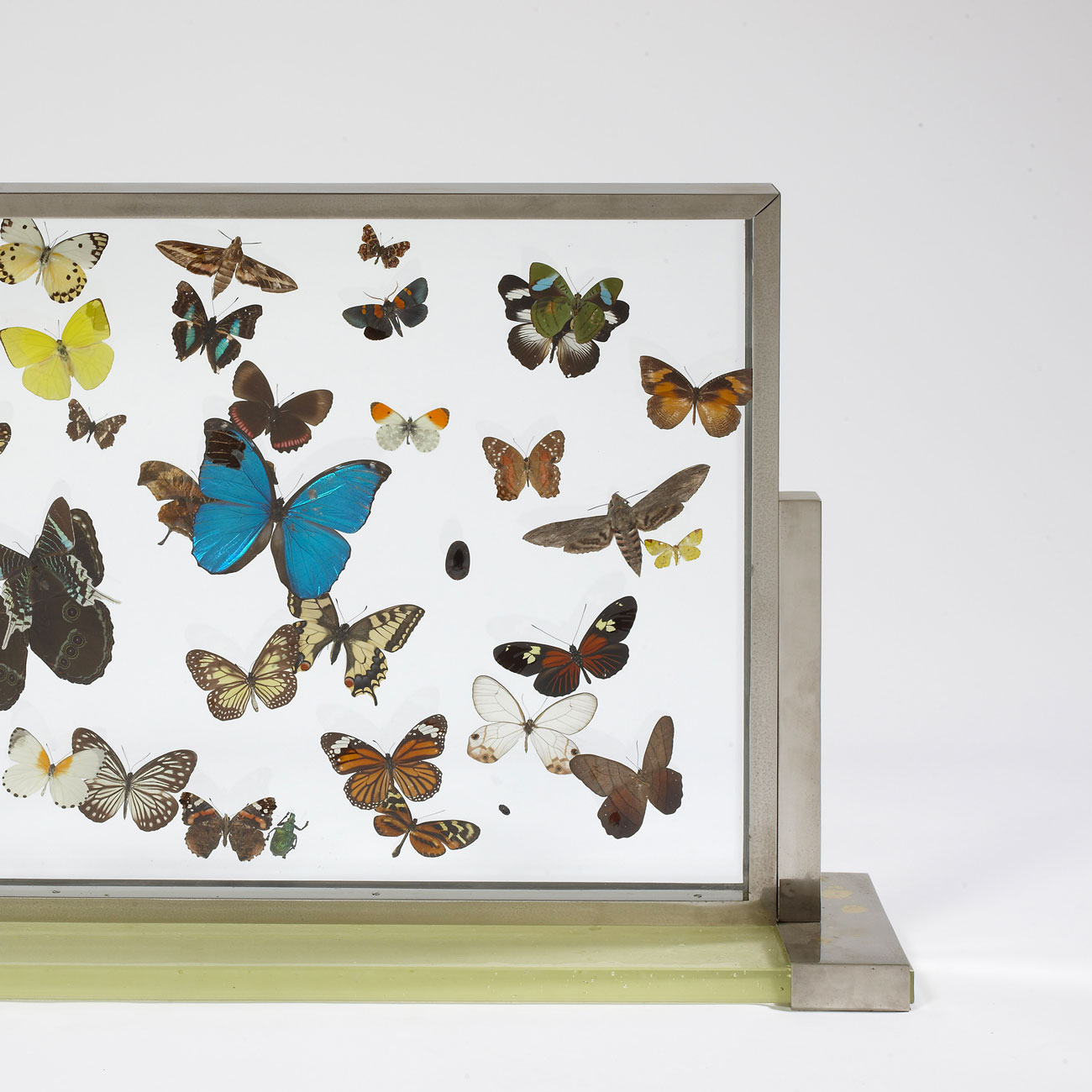 Vitrine aux papillons