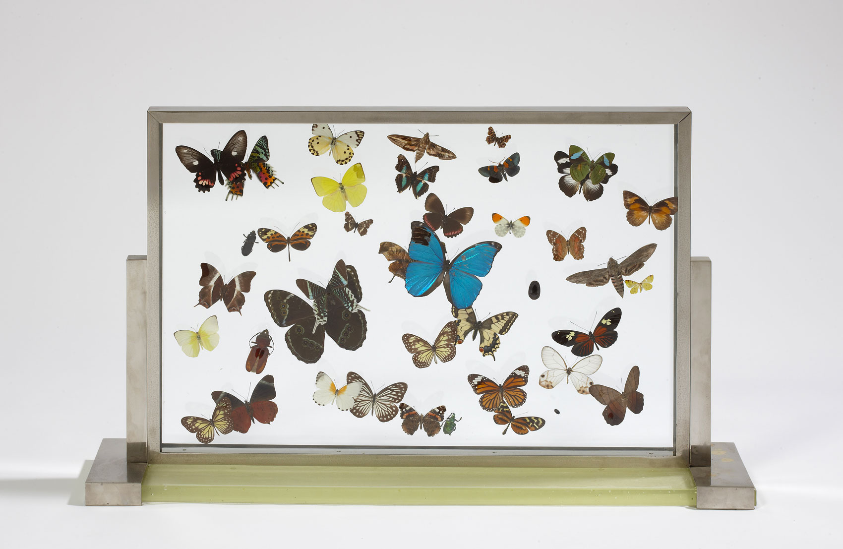 “Papillons” display cabinet, vue 01