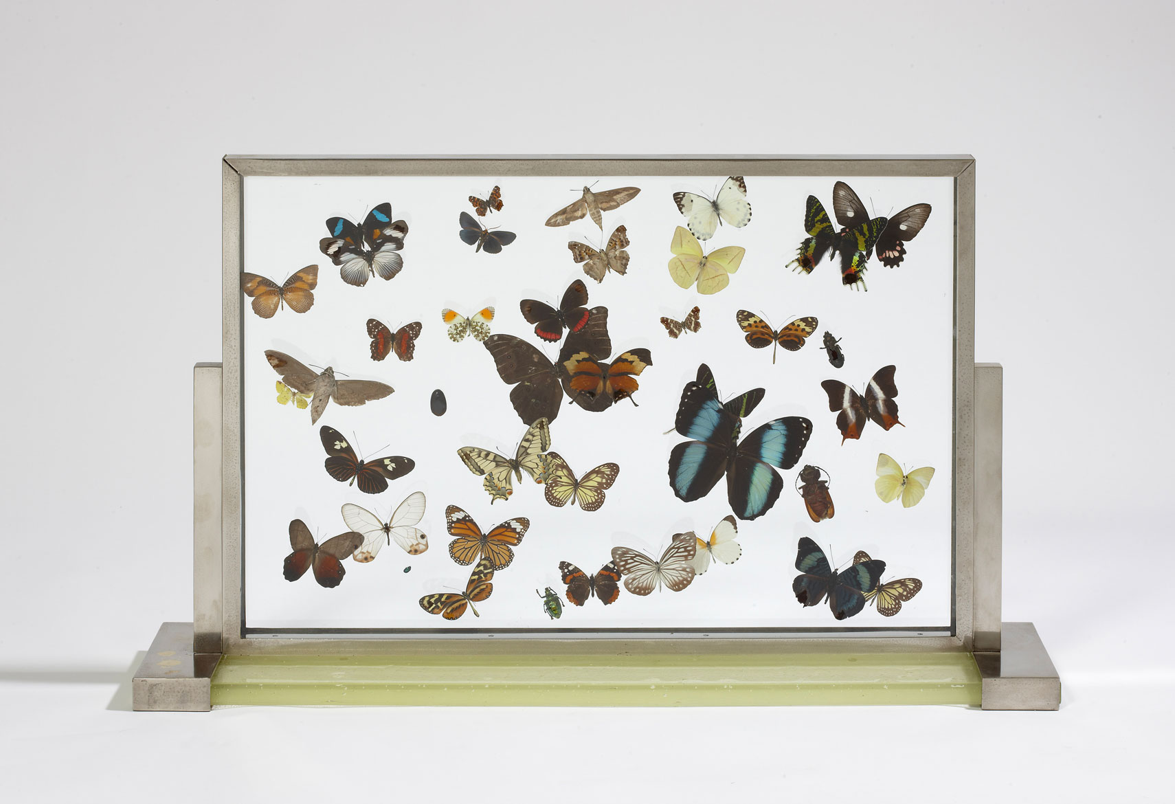 Jean-Charles Moreux, Vitrine aux papillons, vue 02