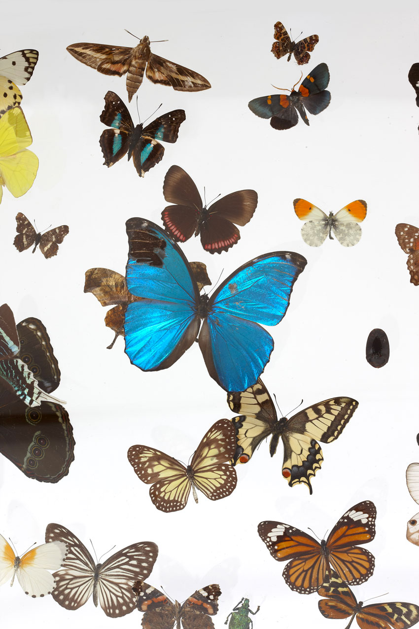 “Papillons” display cabinet, vue 03