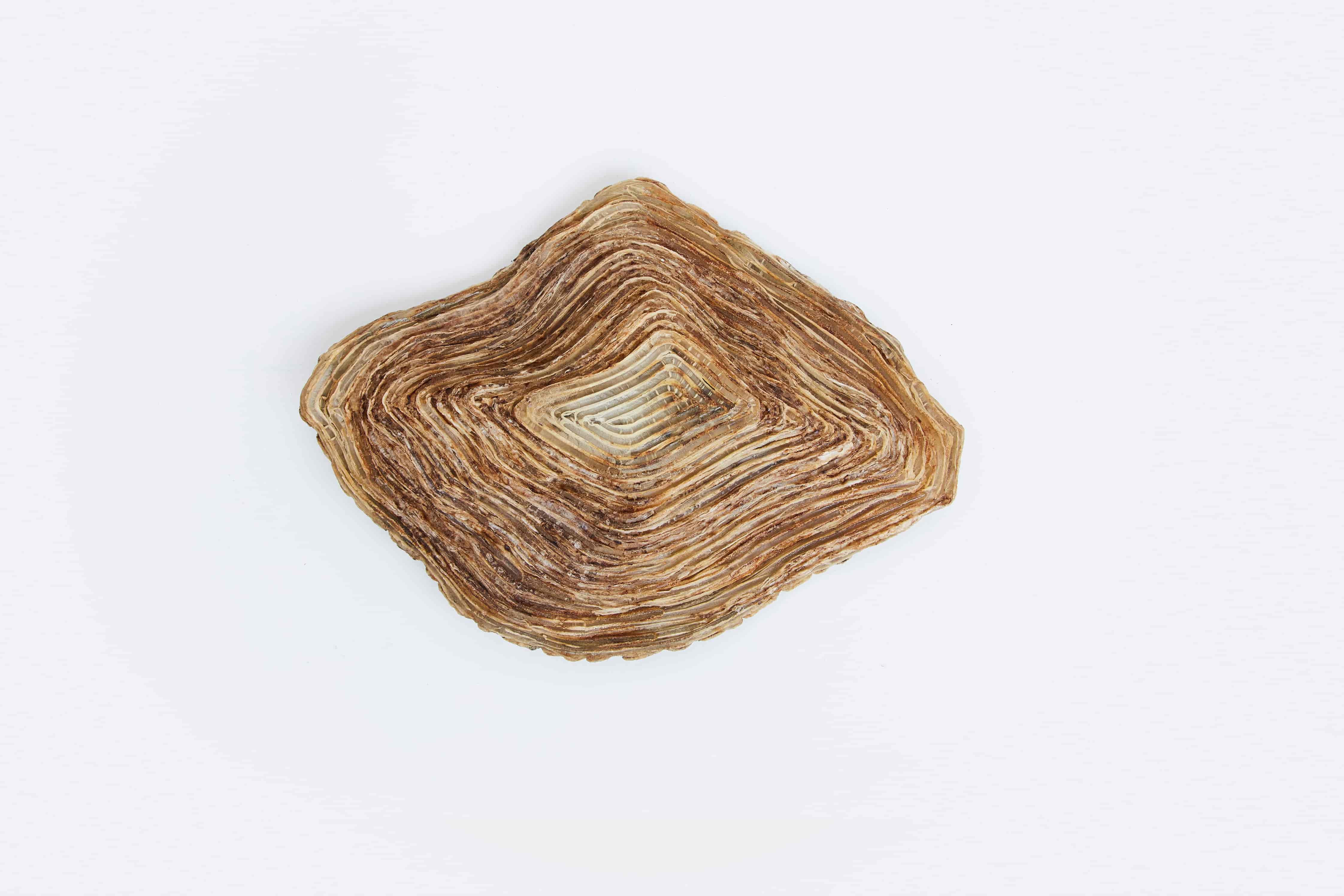 Line Vautrin, Coupe Huître, vue 05